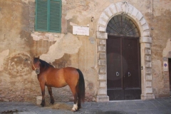 palio 2 luglio 2019 giraffa (3)