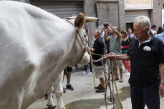 corsa palio (16)