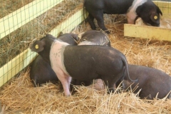 rural biodiversità agricola 2017 (21)