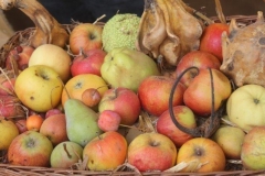 rural biodiversità agricola 2017 (45)