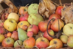 rural biodiversità agricola 2017 (46)