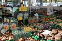 siena in fiore autunno 27 - 28 ottobre 2018 (27)
