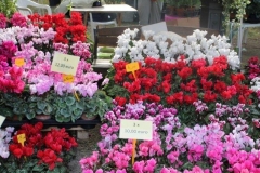 siena in fiore autunno 27 - 28 ottobre 2018 (8)